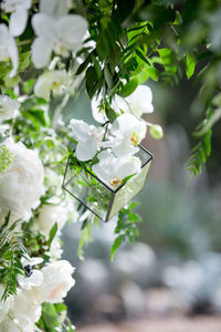 Close-up of white flowers blooming outdoors