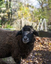 Close-up of a sheep on field