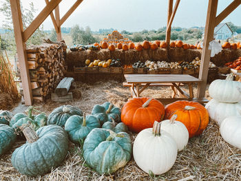 View of pumpkins