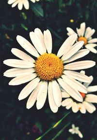 Close-up of daisy flowers