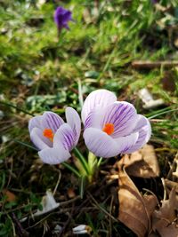 Close-up of purple crocus flowers on field