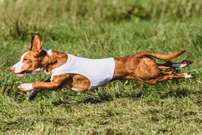 Dog running on field