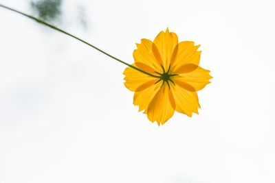 Close-up of yellow cosmos flower blooming against white background