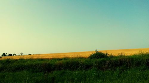 Scenic view of agricultural field against clear sky