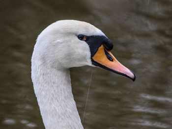 Close-up of swan swimming in lake