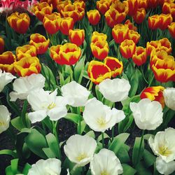 Full frame shot of tulips blooming outdoors