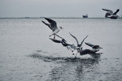 Seagulls flying over sea