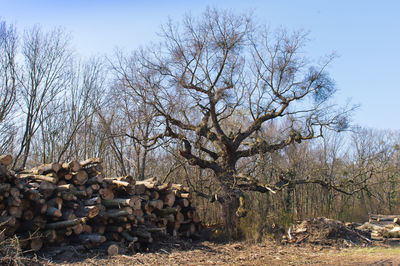 Stack of logs on field in forest