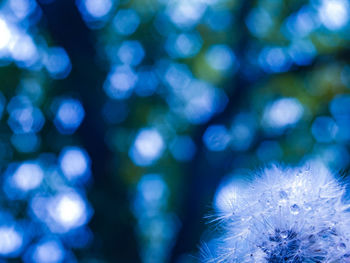 Close-up of flowers against blurred background