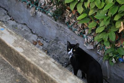 Cat on stone wall