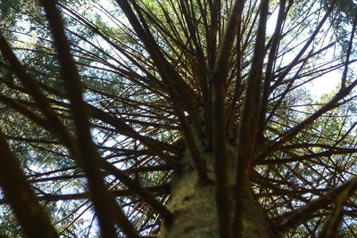 Low angle view of palm trees