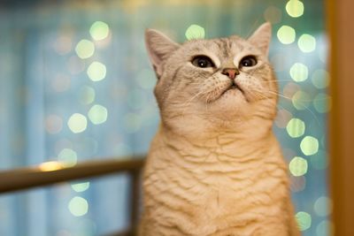 Close-up of cat looking up against defocused lights at home 