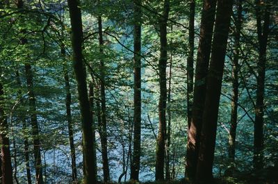 View of trees in forest