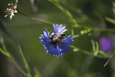 Close-up of bee on purple flower