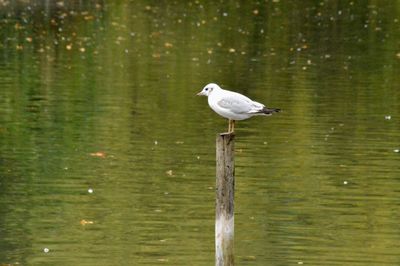 Bird perching on lake