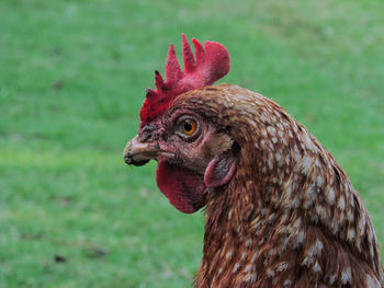 Close-up of rooster on field