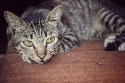 Close-up portrait of a cat