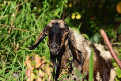 Close-up of a goat