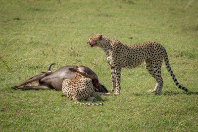 Cheetahs feeding on blue wildebeest