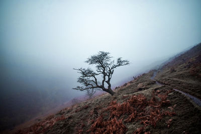 Tree on snow covered land against sky