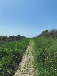 Scenic view of field against clear sky