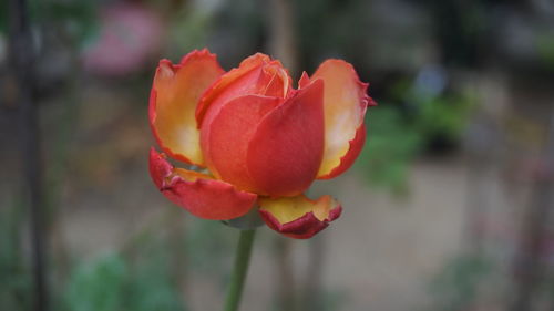 Close-up of rose blooming outdoors