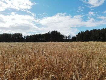 Scenic view of rural landscape