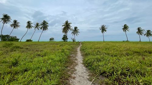 Scenic view of agricultural field against sky