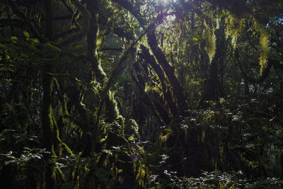 Scenic view of forest