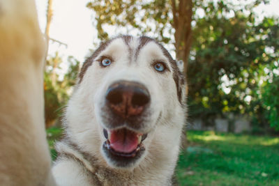 Close-up portrait of a dog