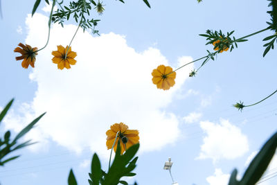 Low angle view of yellow flowering plants against sky