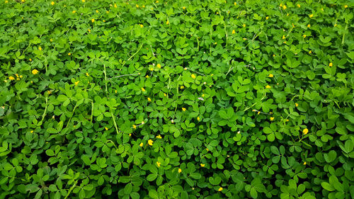 Full frame shot of fresh green plants