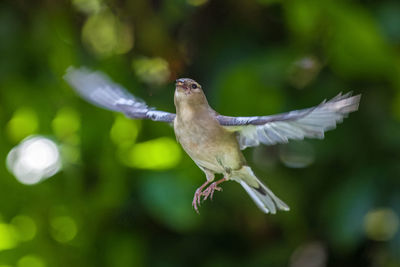 Close-up of a bird flying