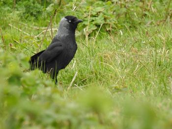 Bird perching on field