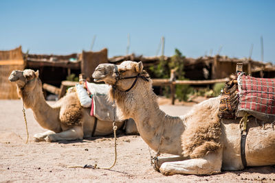 Camels sitting on field against clear sky