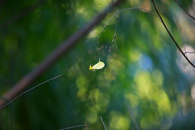 Close-up of plant against blurred background