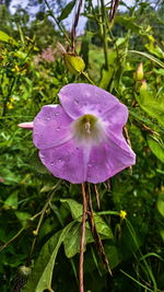 Close-up of wet purple flower