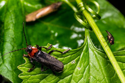 Close-up of insect on plant