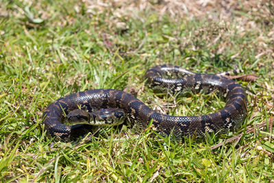 Close-up of snake on field