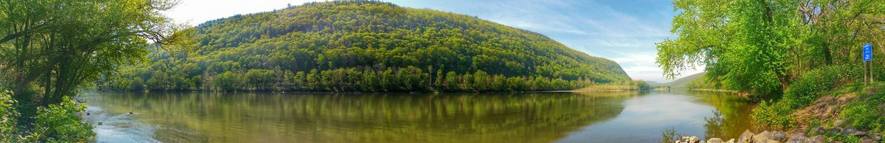 Reflection of trees in water