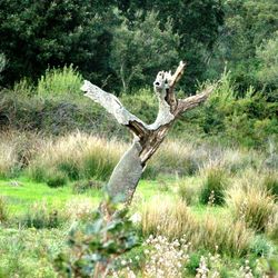 Animal on grassy field