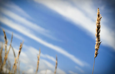 Close-up of stalks against blue sky and clouds