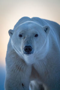 Close-up of polar bear looking at camera