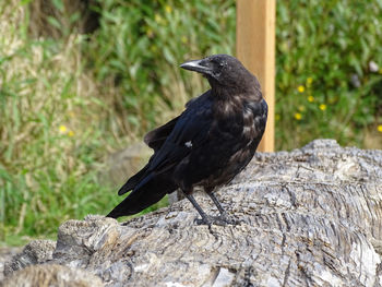 Close-up of bird perching on wood