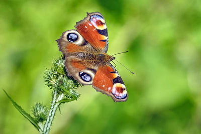 Close-up of butterfly pollinating on flower