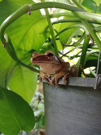 Close-up of a frog on leaf