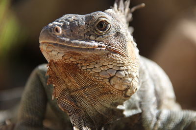 Close-up of iguana