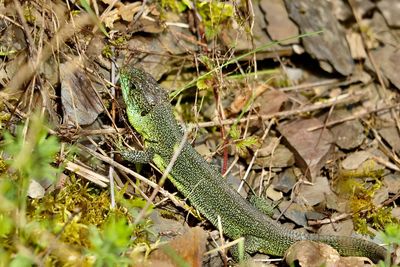 Close-up of lizard