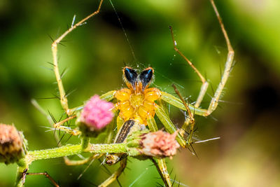 Close-up of insect on plant