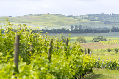 Scenic view of vineyard against sky